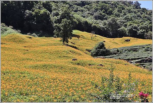 赤柯山黎明農園-2022-08-01.jpg