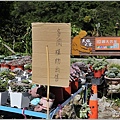 赤柯山觀天茗茶(多肉植物)-2022-08-01.jpg