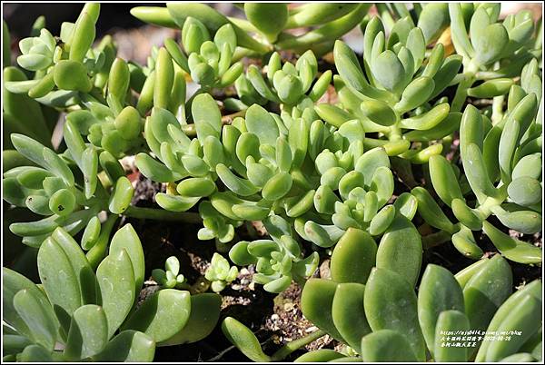 赤柯山觀天茗茶(多肉植物)-2022-08-04.jpg
