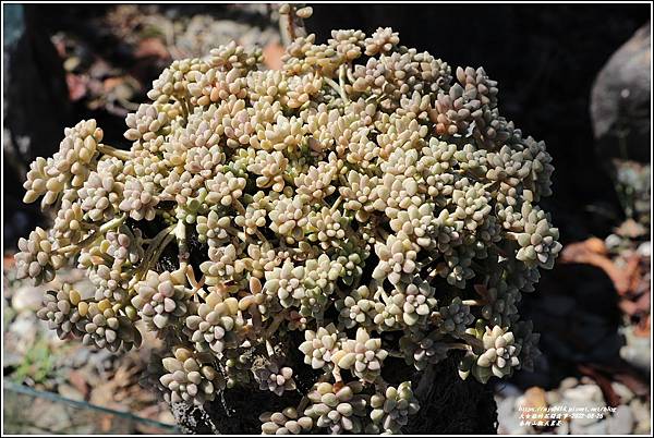 赤柯山觀天茗茶(多肉植物)-2022-08-03.jpg