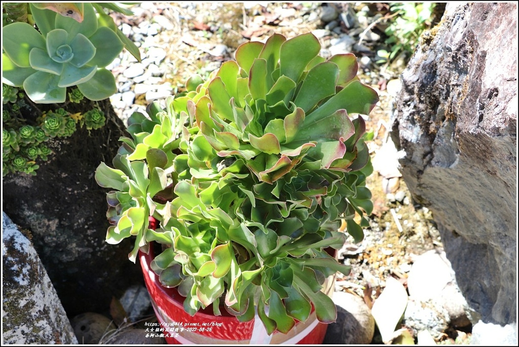 赤柯山觀天茗茶(多肉植物)-2022-08-05.jpg