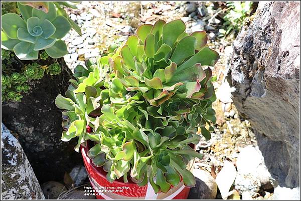 赤柯山觀天茗茶(多肉植物)-2022-08-05.jpg