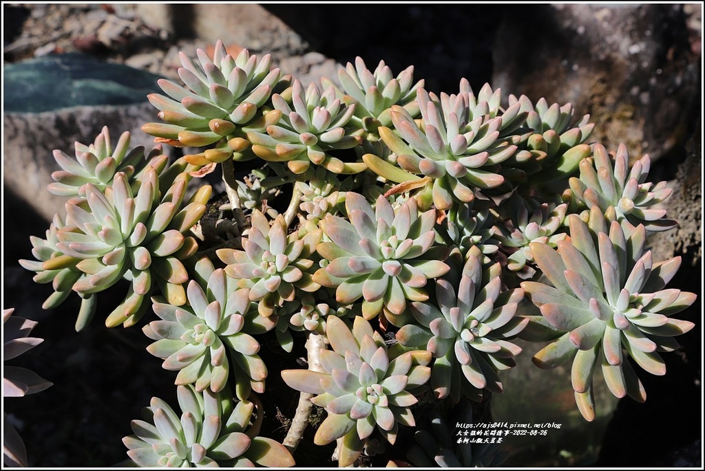 赤柯山觀天茗茶(多肉植物)-2022-08-02.jpg