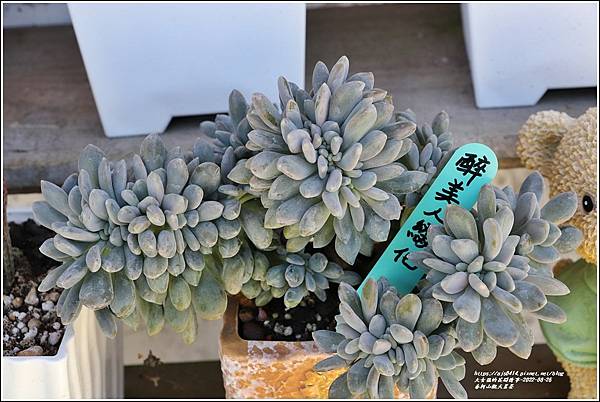 赤柯山觀天茗茶(多肉植物)-2022-08-32.jpg