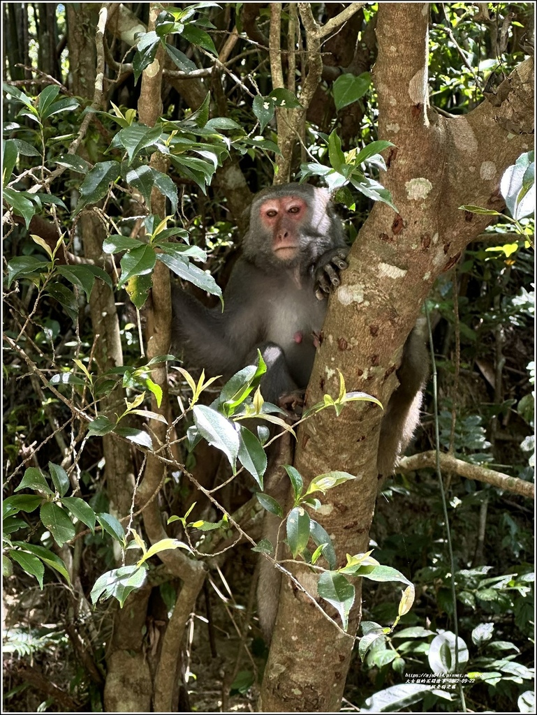 宜蘭五峰旗風景特定區-2022-09-34.jpg 宜蘭五峰旗風景特定區-2022-09-34.jpg