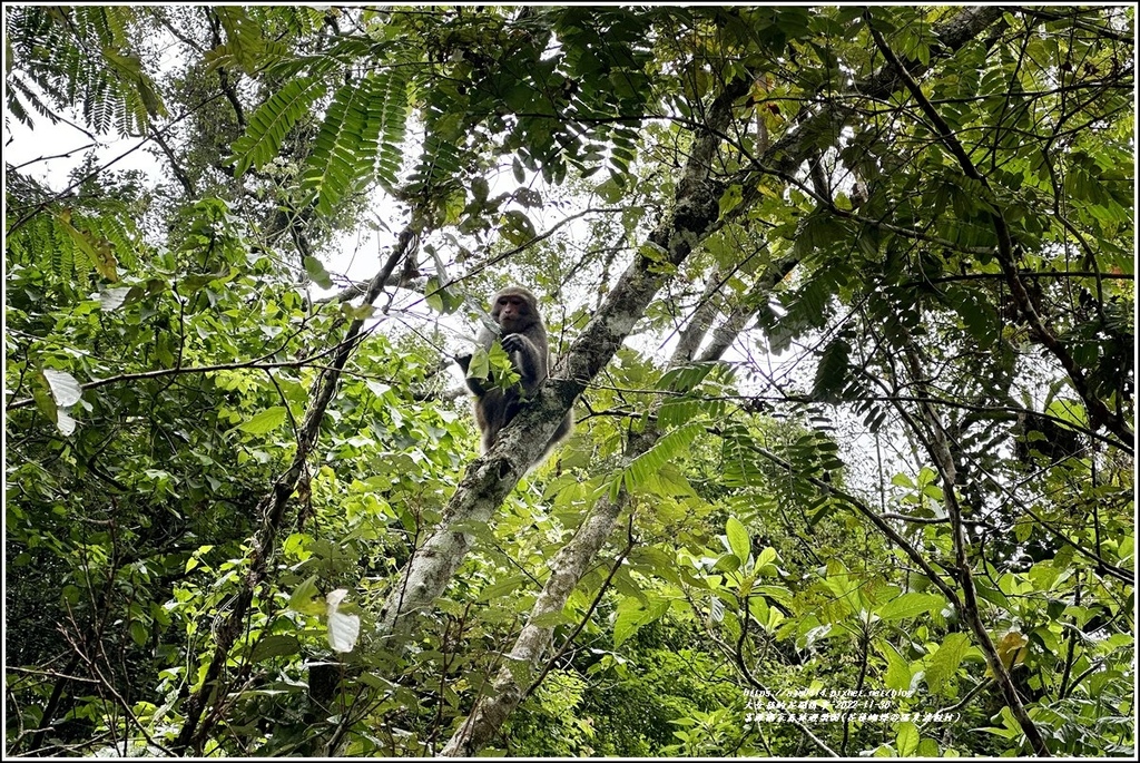 富源國家森林遊樂園(花蓮蝴蝶谷溫泉渡假村)-2022-11-11.jpg 富源國家森林遊樂園(花蓮蝴蝶谷溫泉渡假村)-2022-11-11.jpg