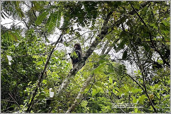 富源國家森林遊樂園(花蓮蝴蝶谷溫泉渡假村)-2022-11-11.jpg