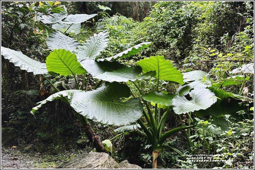 富源國家森林遊樂園(花蓮蝴蝶谷溫泉渡假村)-2022-11-149.jpg