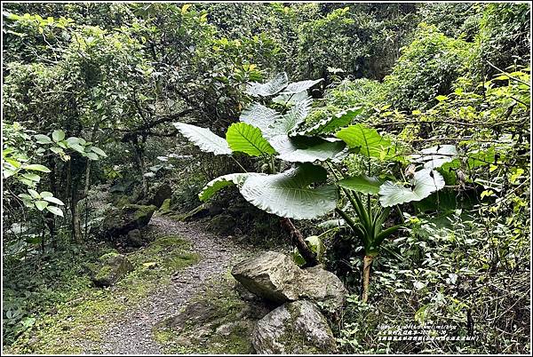 富源國家森林遊樂園(花蓮蝴蝶谷溫泉渡假村)-2022-11-148.jpg