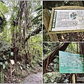 富源國家森林遊樂園(花蓮蝴蝶谷溫泉渡假村)-2022-11-151.jpg