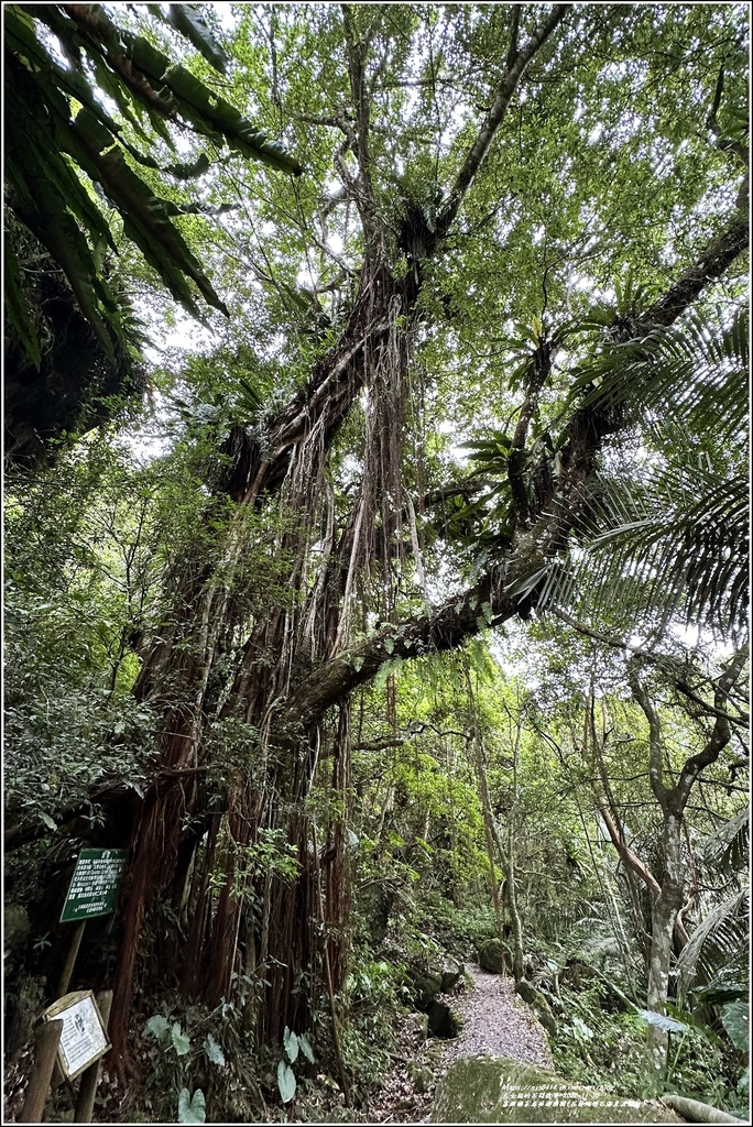 富源國家森林遊樂園(花蓮蝴蝶谷溫泉渡假村)-2022-11-152.jpg