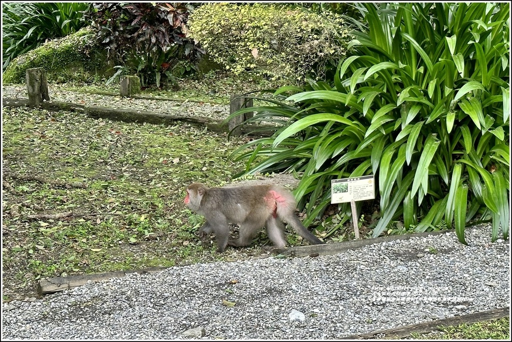 富源國家森林遊樂園(花蓮蝴蝶谷溫泉渡假村)-2022-11-188.jpg