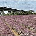 桃園花彩節-楊梅仙草花節-2022-12-14.jpg