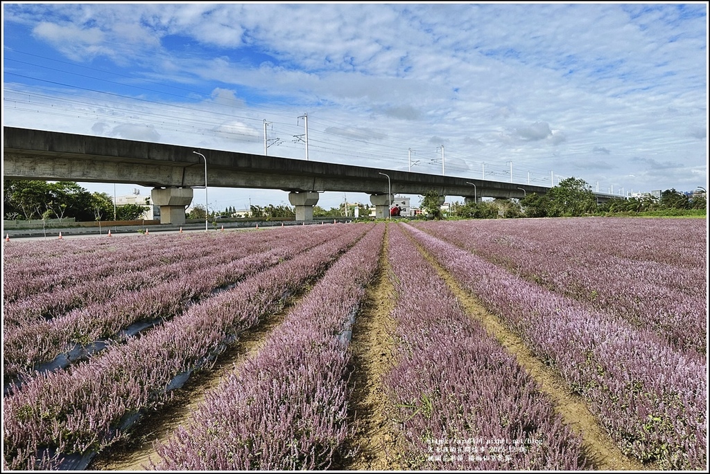 桃園花彩節-楊梅仙草花節-2022-12-15.jpg