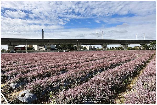 桃園花彩節-楊梅仙草花節-2022-12-16.jpg