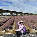 桃園花彩節-楊梅仙草花節-2022-12-18.jpg