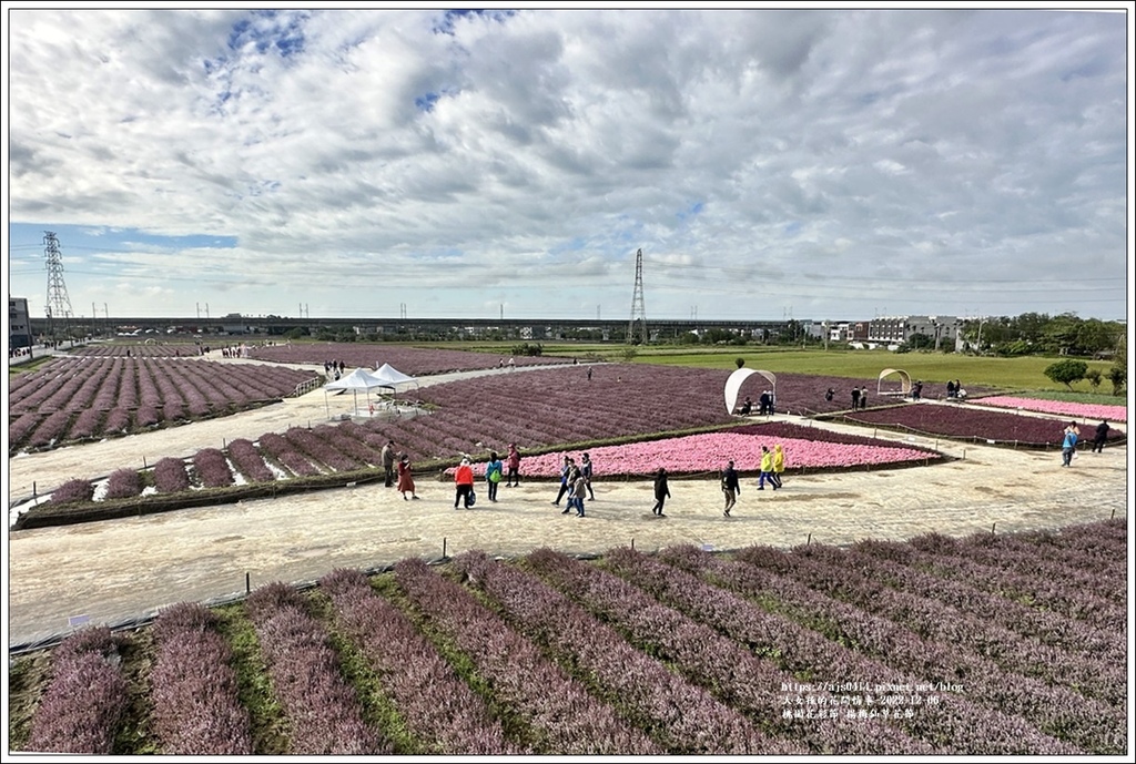 桃園花彩節-楊梅仙草花節-2022-12-40.jpg