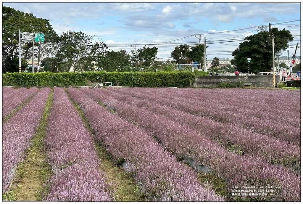 桃園花彩節-楊梅仙草花節-2022-12-44.jpg