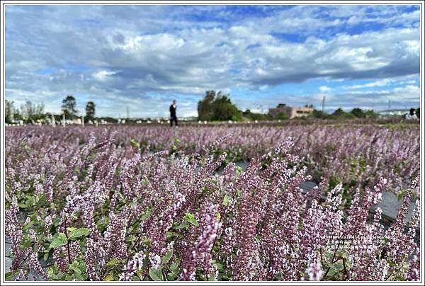 桃園花彩節-楊梅仙草花節-2022-12-53.jpg