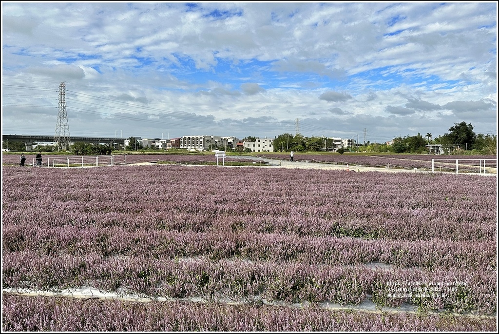 桃園花彩節-楊梅仙草花節-2022-12-54.jpg