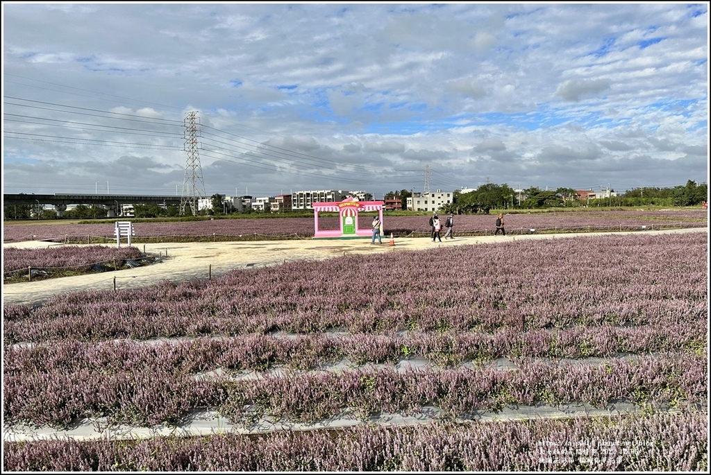 桃園花彩節-楊梅仙草花節-2022-12-57.jpg