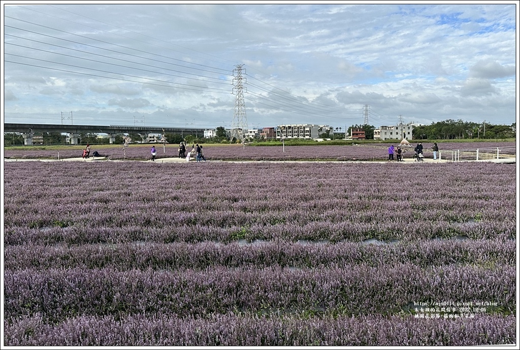 桃園花彩節-楊梅仙草花節-2022-12-60.jpg