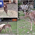 鹿野梅花鹿公園-2023-01-44.jpg