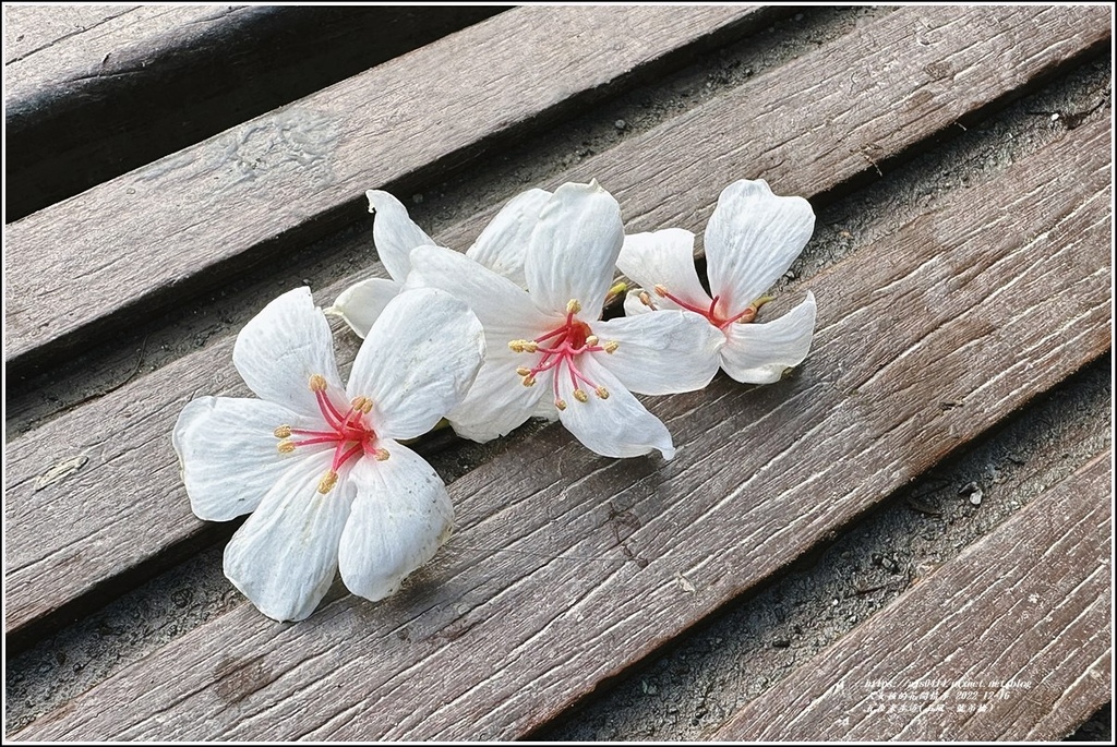 瓦拉米步道-2022-12-35.jpg 瓦拉米步道-2022-12-35.jpg