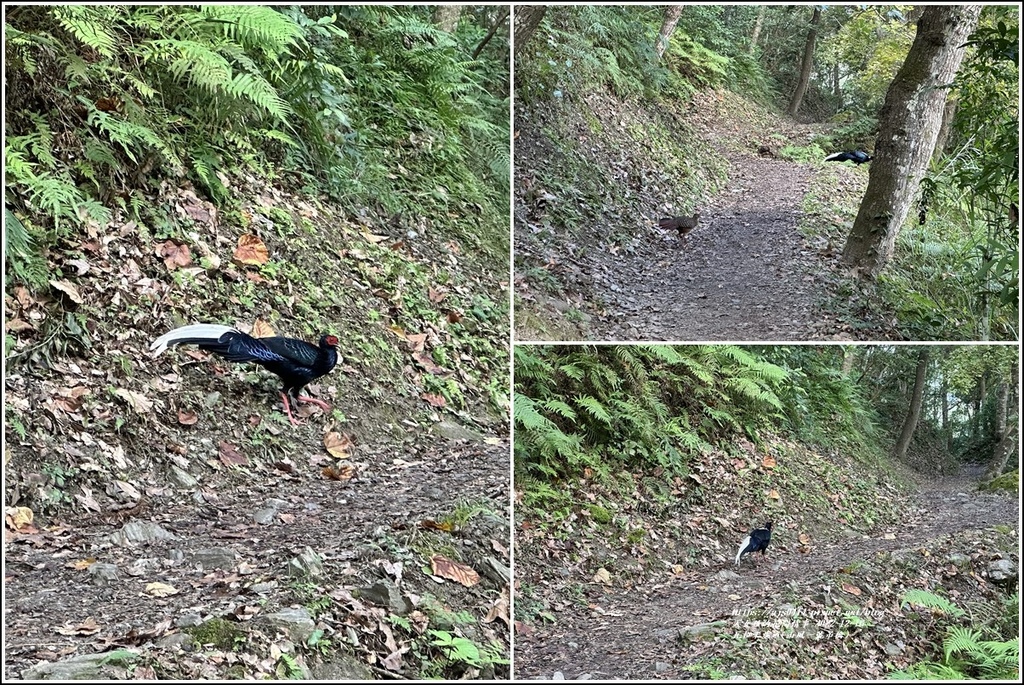 瓦拉米步道-2022-12-36.jpg 瓦拉米步道-2022-12-36.jpg