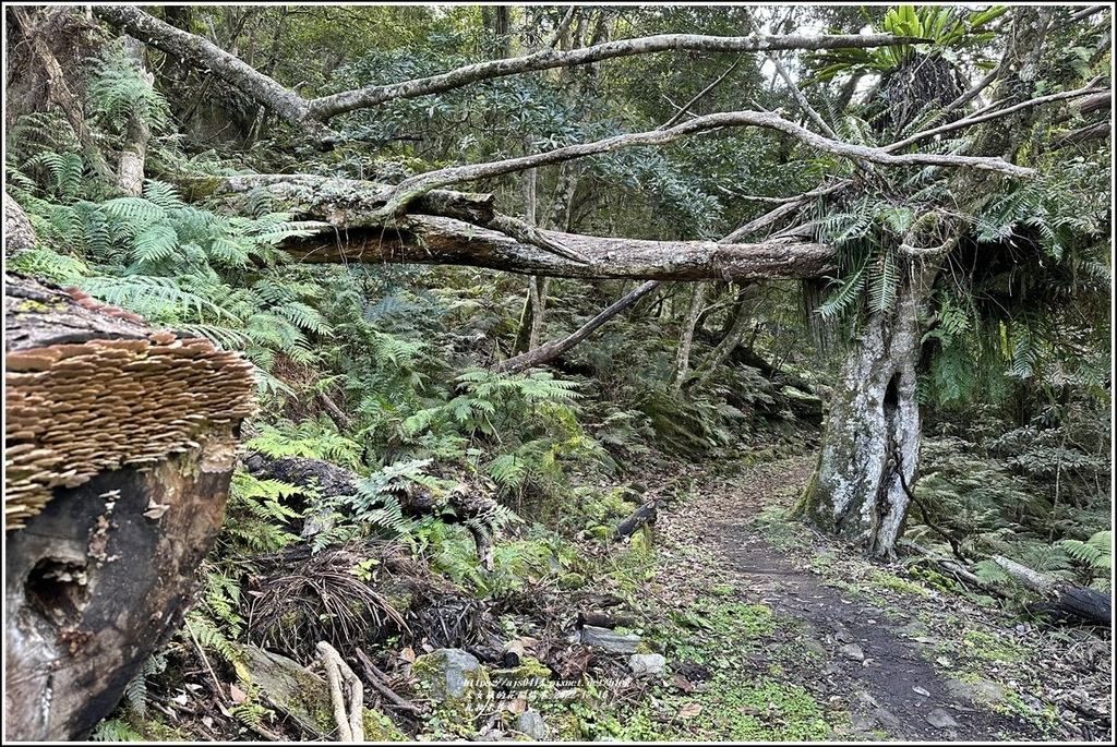瓦拉米步道-2022-12-101.jpg 瓦拉米步道-2022-12-101.jpg