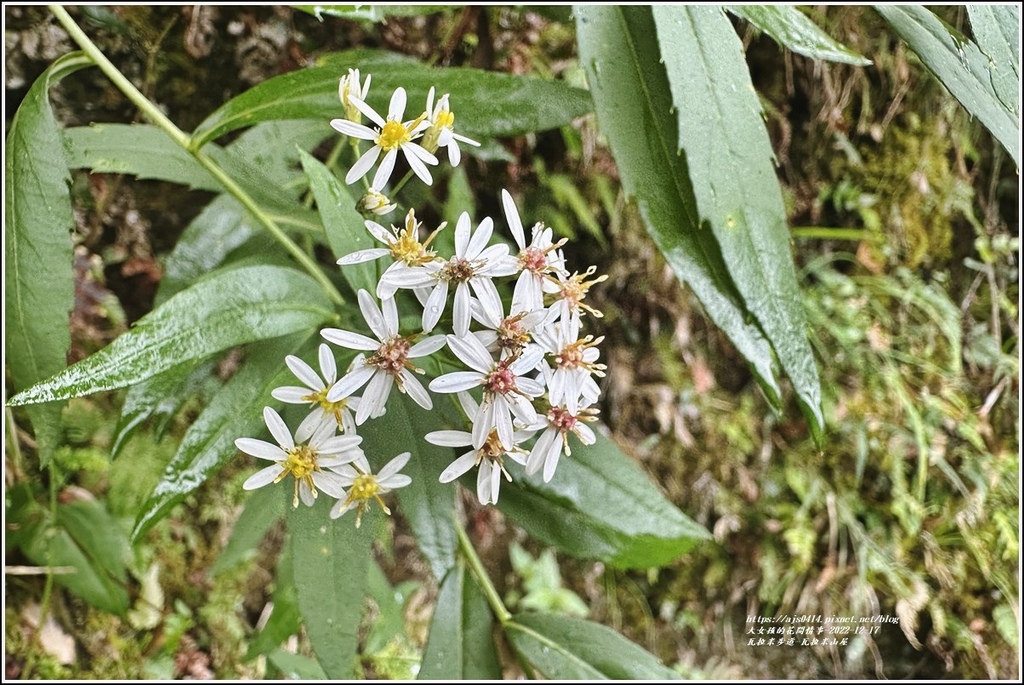 瓦拉米步道-2022-12-224.jpg 瓦拉米步道-2022-12-224.jpg