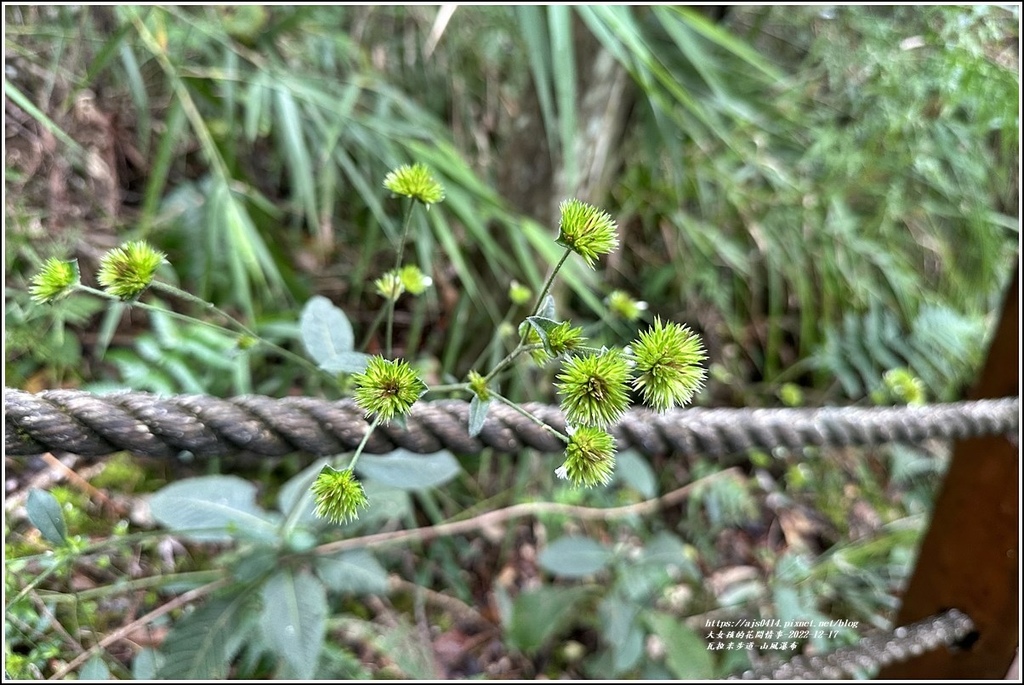 瓦拉米步道-2022-12-240.jpg 瓦拉米步道-2022-12-240.jpg