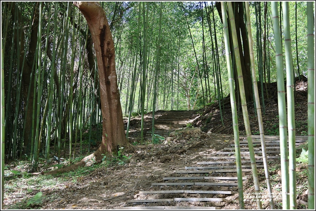 羅山-里山竹林散步道-2023-01-29.jpg