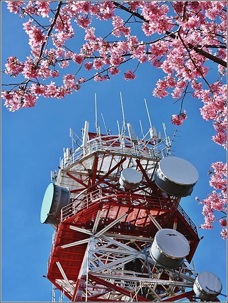 福壽山千櫻園-2023-02-01.jpg