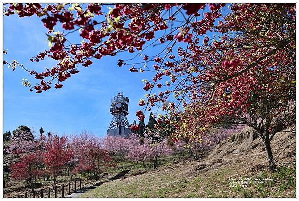 福壽山千櫻園-2023-02-09.jpg