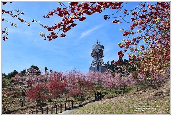 福壽山千櫻園-2023-02-10.jpg