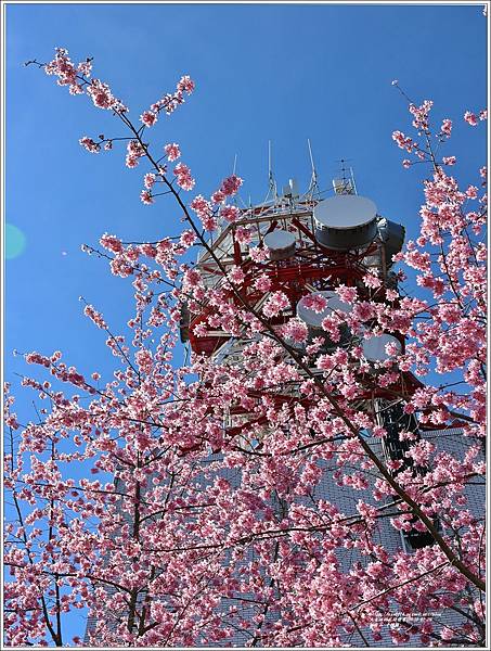 福壽山千櫻園-2023-02-07.jpg