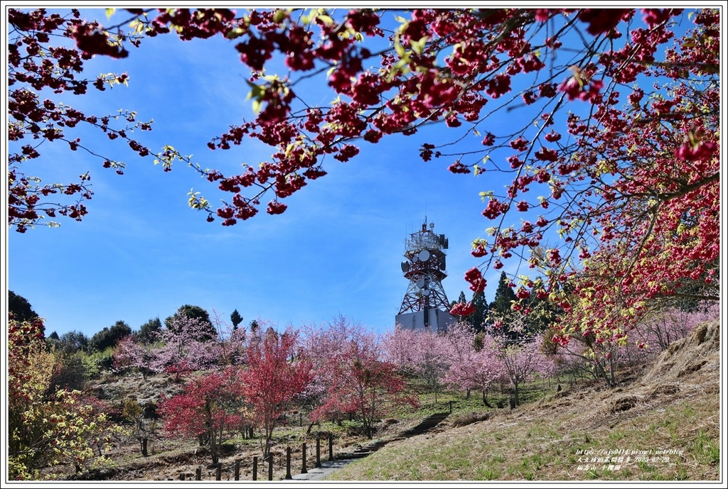 福壽山千櫻園-2023-02-11.jpg