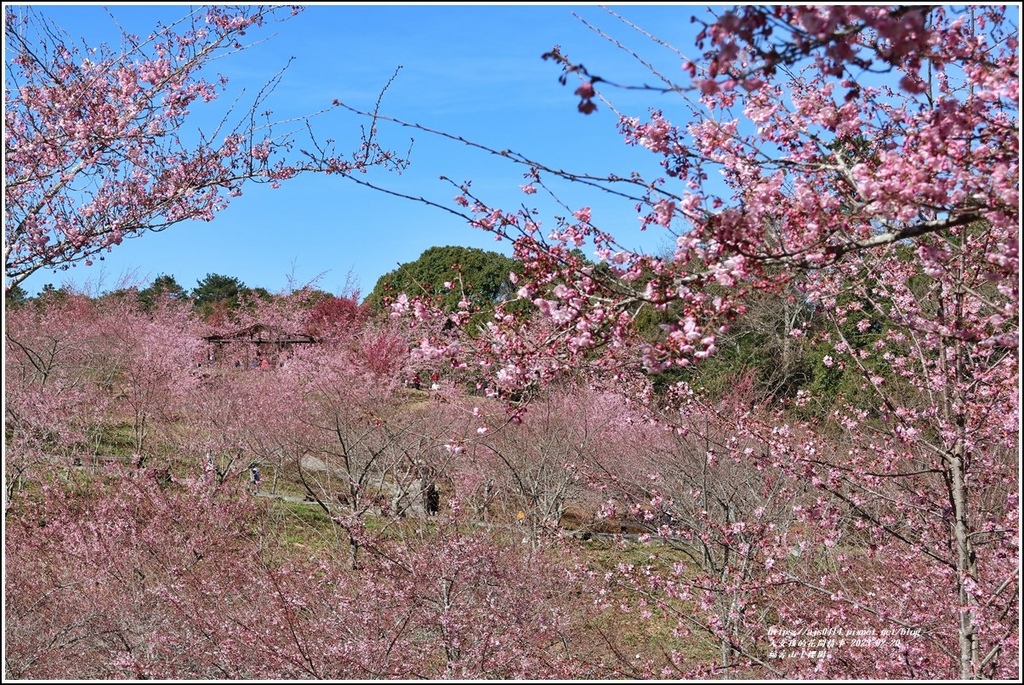 福壽山千櫻園-2023-02-57.jpg