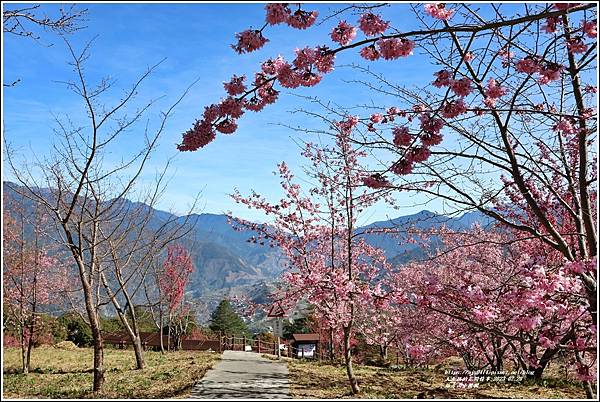 福壽山千櫻園-2023-02-63.jpg