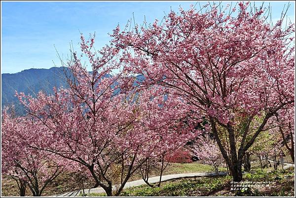 福壽山千櫻園-2023-02-64.jpg