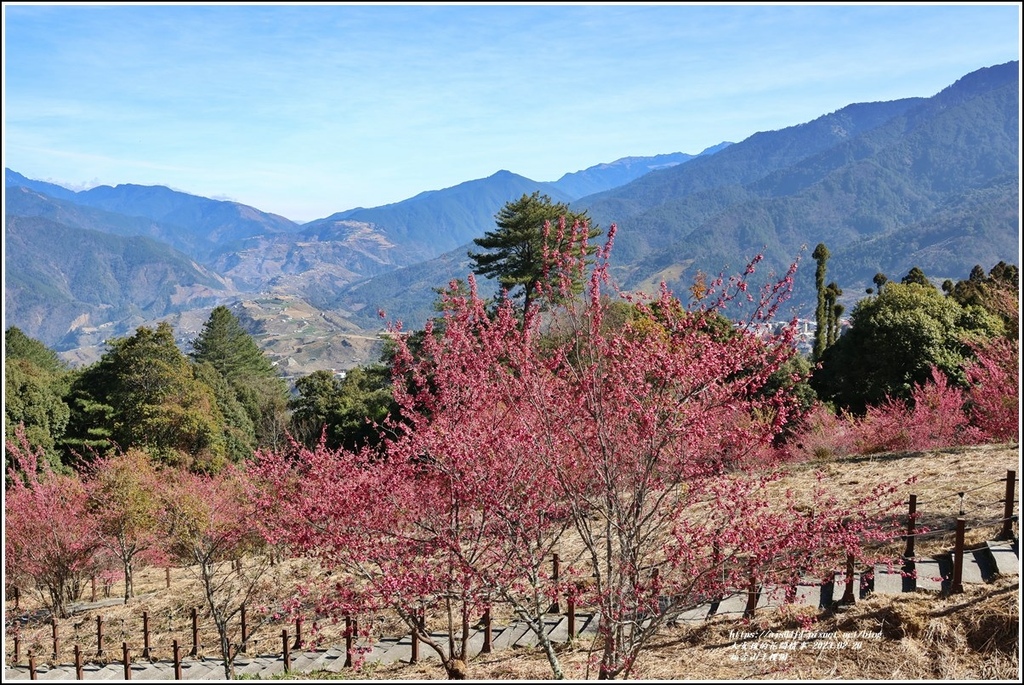 福壽山千櫻園-2023-02-66.jpg