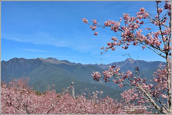 福壽山千櫻園-2023-02-80.jpg