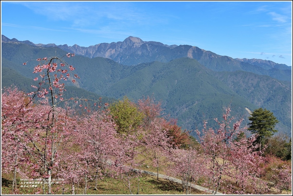 福壽山千櫻園-2023-02-82.jpg