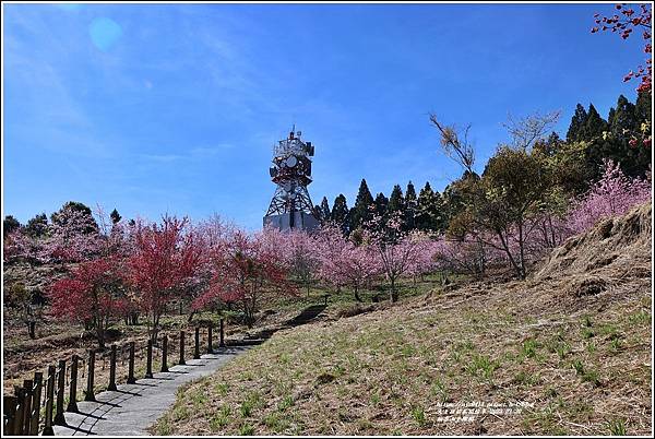 福壽山千櫻園-2023-02-92.jpg