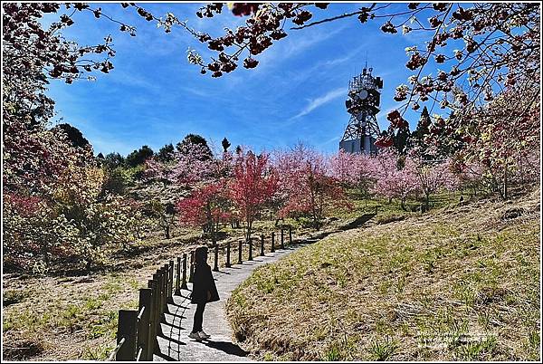 福壽山千櫻園-2023-02-106.jpg