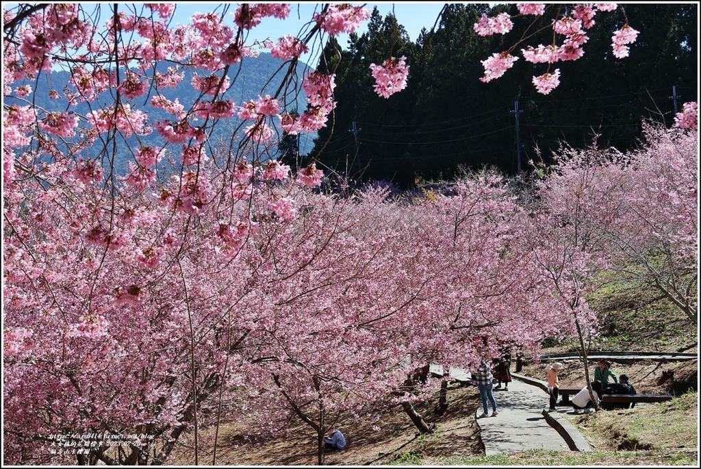 福壽山千櫻園-2023-02-141.jpg