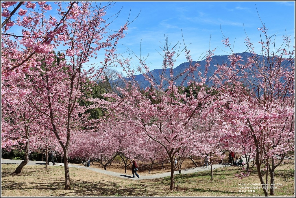 福壽山千櫻園-2023-02-142.jpg