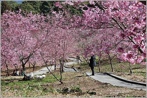 福壽山千櫻園-2023-02-144.jpg