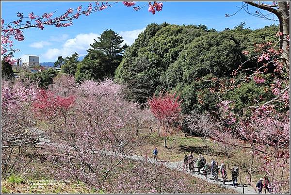 福壽山千櫻園-2023-02-146.jpg